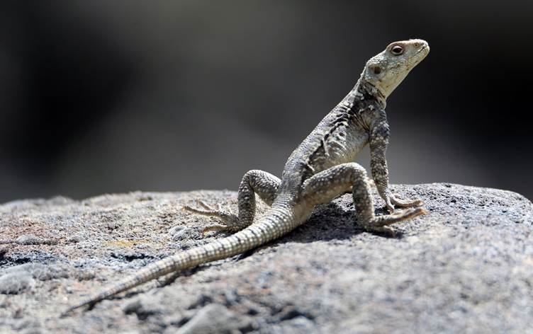 Li Îdirê amadekarî ji bo xwedîkirina ajelên xişok tê kirin