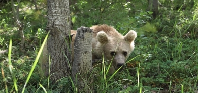 Hirçên gola Nemrûdê torîstan ditirsînin