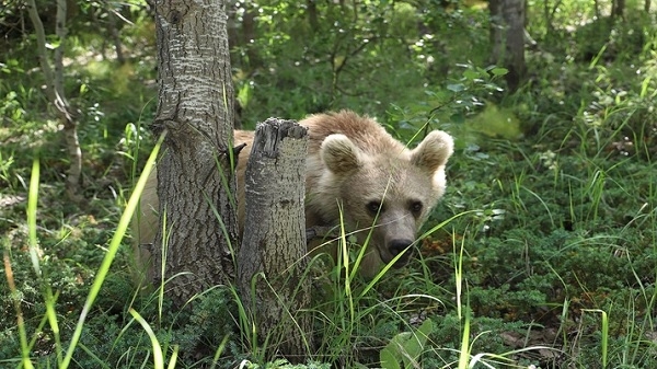 Hirçên gola Nemrûdê torîstan ditirsînin