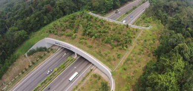 سەرەڕای فراوانبوونی ڕێگای نێوان شارەكان, ئاژەڵەكان لە ژینگەیان بێبەش نابن