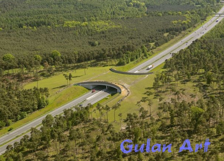 سەرەڕای فراوانبوونی ڕێگای نێوان شارەكان, ئاژەڵەكان لە ژینگەیان بێبەش نابن