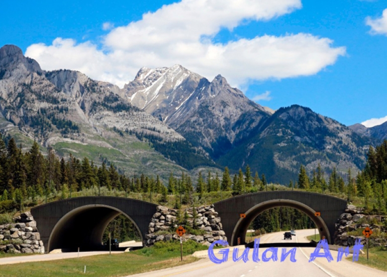 سەرەڕای فراوانبوونی ڕێگای نێوان شارەكان, ئاژەڵەكان لە ژینگەیان بێبەش نابن