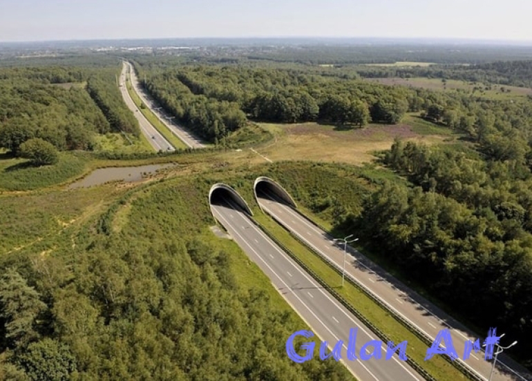 سەرەڕای فراوانبوونی ڕێگای نێوان شارەكان, ئاژەڵەكان لە ژینگەیان بێبەش نابن