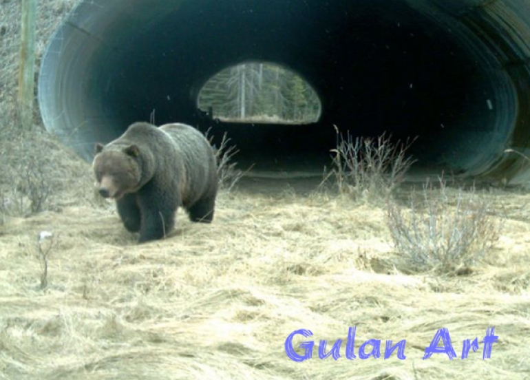 سەرەڕای فراوانبوونی ڕێگای نێوان شارەكان, ئاژەڵەكان لە ژینگەیان بێبەش نابن