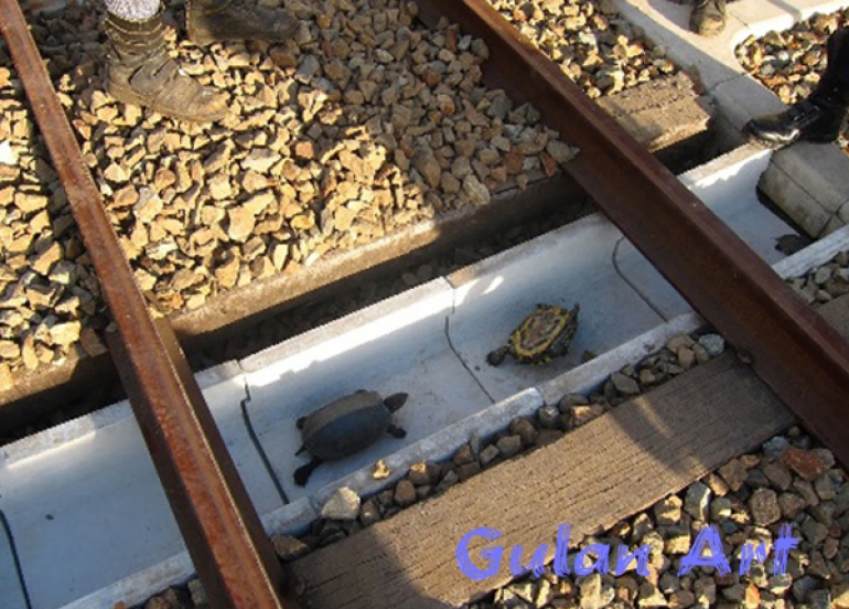 سەرەڕای فراوانبوونی ڕێگای نێوان شارەكان, ئاژەڵەكان لە ژینگەیان بێبەش نابن