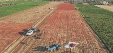 Li Efrîna ku bi zeytûnên xwe navdar e îsot tên çandîn
