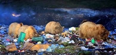 Li Qersê hirç bi bermahiyan xwe têr dikin: ‘Metirsî ye!’