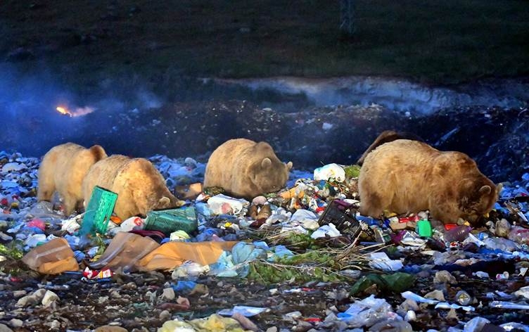 Li Qersê hirç bi bermahiyan xwe têr dikin: ‘Metirsî ye!’