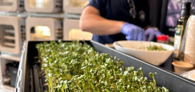 دراسة: براعم الخضروات والخضروات الناضجة تحدّ من زيادة الوزن