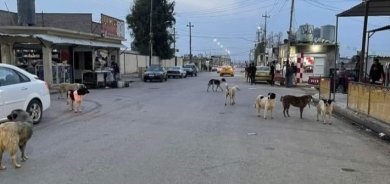 بعد تكرار هجماتها على المواطنين.. بيطرة الموصل تبدأ حملة واسعة لمكافحة الكلاب السائبة