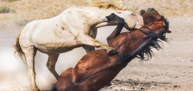 جەنگ و شەڕی ئەسپە بەهێزەكان