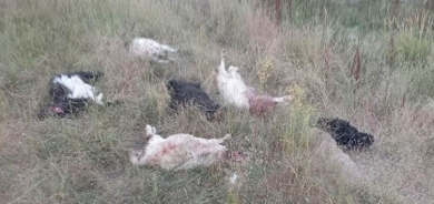 Kûçikên birçî êrîşî keriyê kir: 36 serî pez mirar bûn