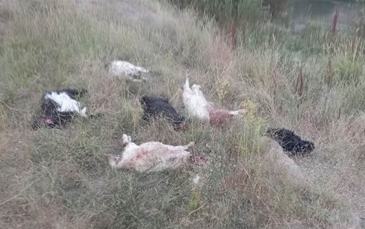 Kûçikên birçî êrîşî keriyê kir: 36 serî pez mirar bûn