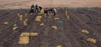 دهوك الأولى على مستوى إقليم كوردستان والعراق في إنتاج وتخزين البطاطا