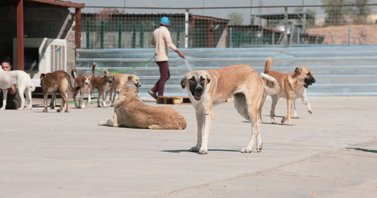 Erbil Authorities Intensify Efforts to Control Stray Dog Population