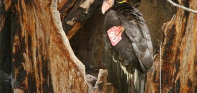 بەهێزترین پاككەرەوەی بایۆلۆجیی زیندوو