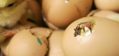 طبيبة: قشر البيض يقي من هشاشة العظام !