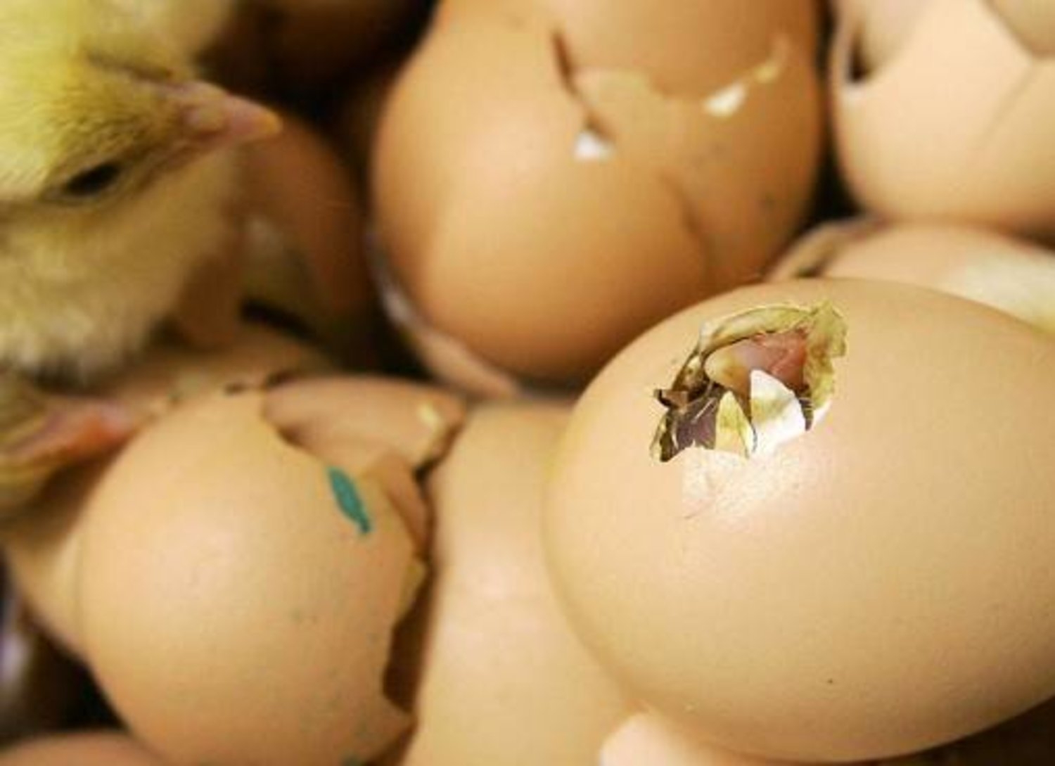 طبيبة: قشر البيض يقي من هشاشة العظام !