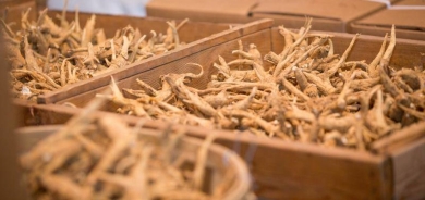 بينها تقليل التوتر وإدارة الوزن... فوائد صحية مذهلة لحليب الأشواغاندا !