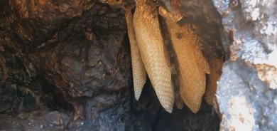 Şemzînan bi hingivê xwe yê xwezayî navdar e