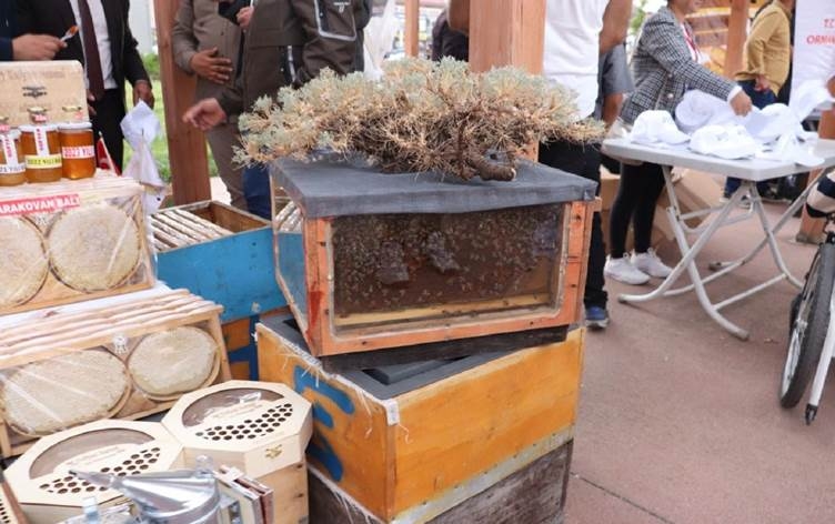 Li Agiriyê festîvala hingiv tê lidarxistin