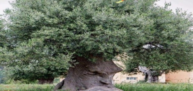 درەختێك بیر دەكاتەوە