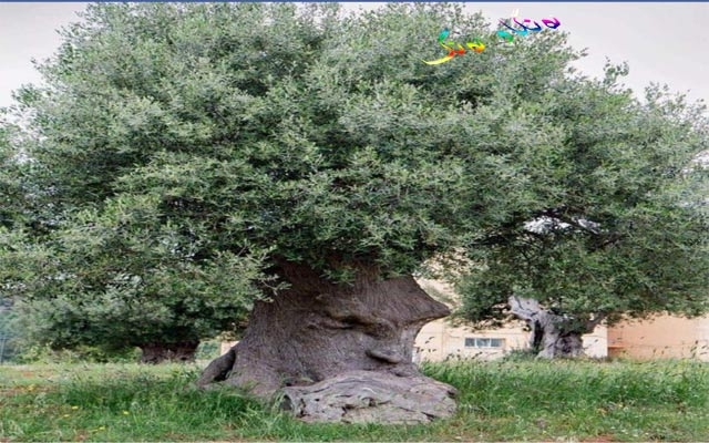 درەختێك بیر دەكاتەوە