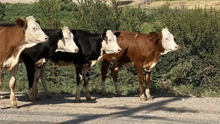 زيادة إنتاج المشاريع الحيوانية في إقليم كوردستان