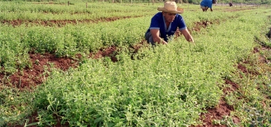 قد يصيبك بنوبة قلبية... دراسة تحذر من أحد أشهر بدائل السكر الطبيعية