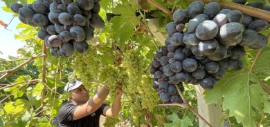 XARPÊT – Salane 80 hezar ton tirî tê berhemanîn: Dibe şerab jî
