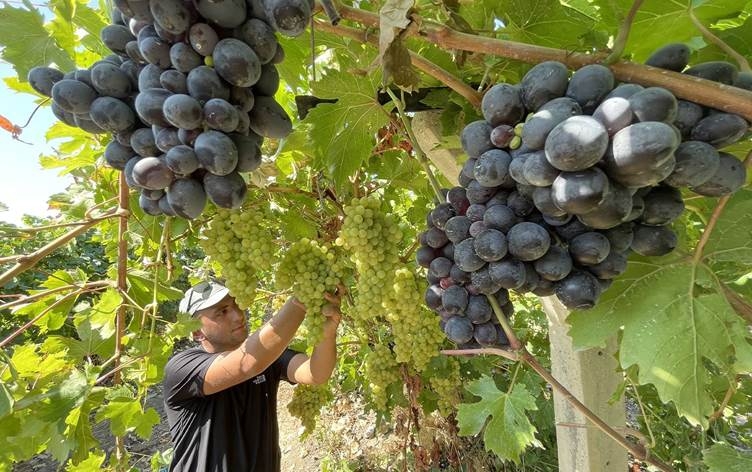 XARPÊT – Salane 80 hezar ton tirî tê berhemanîn: Dibe şerab jî