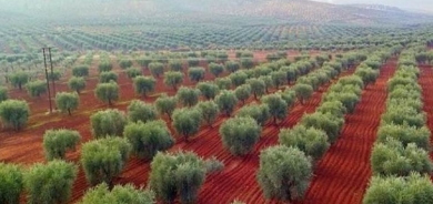 Efrîn: Çekdar ji bo her dareke zeytûnan bacê distînin