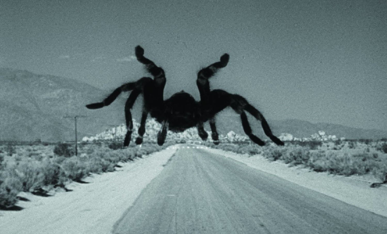 الجمهور يحشد لسينما الرعب التي لا تنتهي