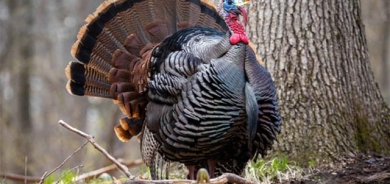 ناوە جۆراوجۆرەكانی عەلەشیش لە جیهان