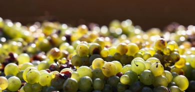 دراسة: العنب يقوي النظر