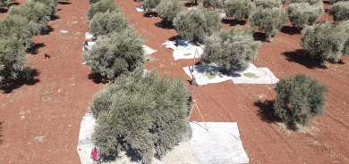 Efrîn: Grûpên Çekdar bacê li ser darekê zeytûnê distînin