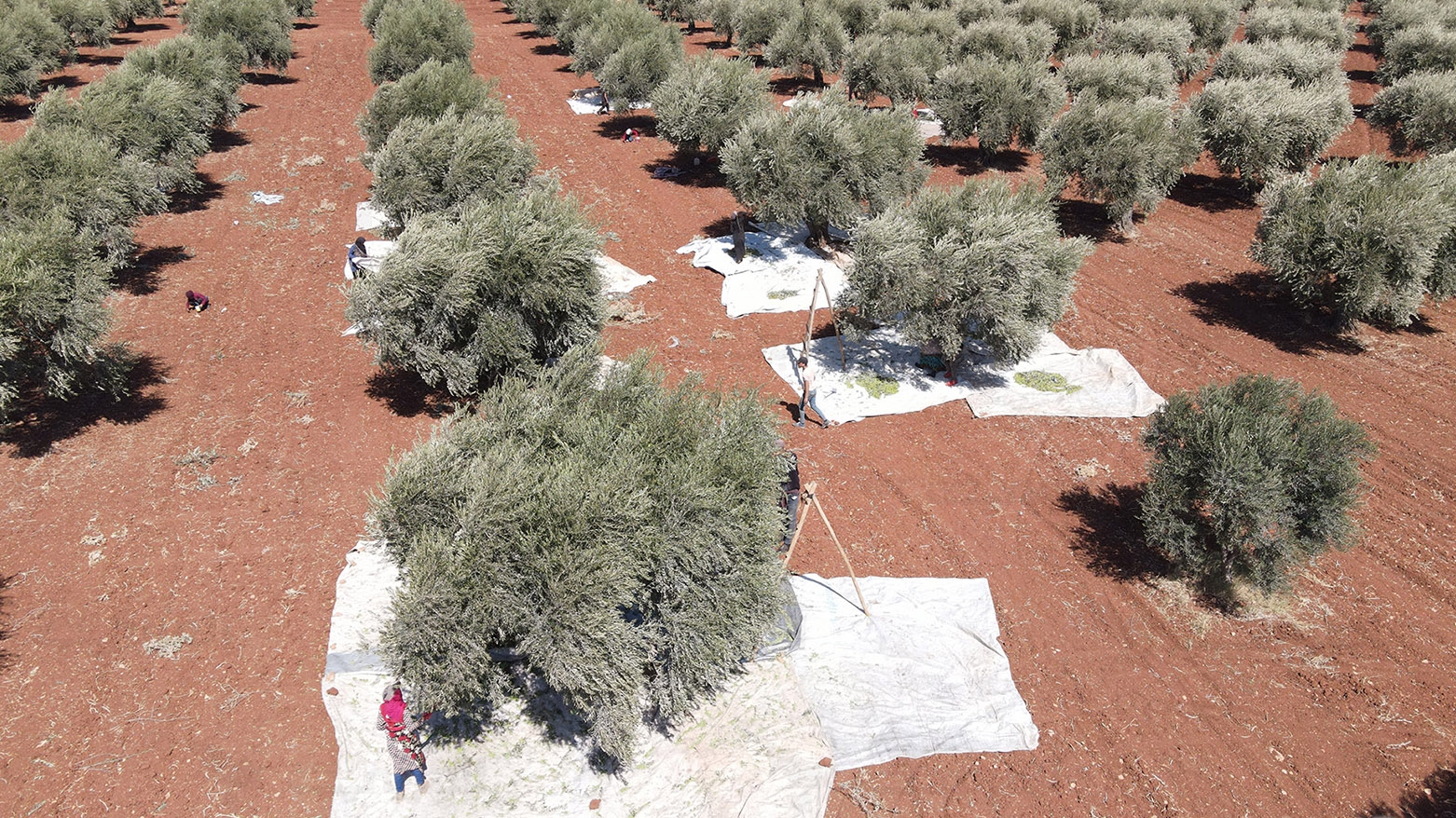 Efrîn: Grûpên Çekdar bacê li ser darekê zeytûnê distînin