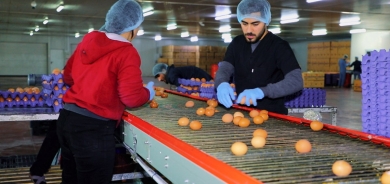 Kurdistan's Agriculture and Animal Husbandry Sector Sees Remarkable Growth with 514 Projects and 60,000 Jobs Created