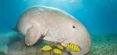 مانگای دەریایی و وشكانی