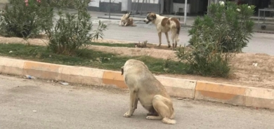 Umêd Xoşnaw: Li Hewlêrê kûçikên bêxwedî li gorî pîvanên navneteweyî bo stargehan tên veguhestin