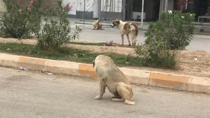 Umêd Xoşnaw: Li Hewlêrê kûçikên bêxwedî li gorî pîvanên navneteweyî bo stargehan tên veguhestin