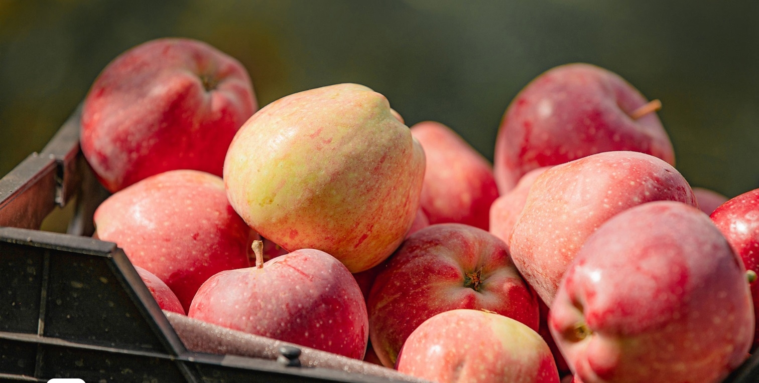 قريباً.. تصدير تُفاح 