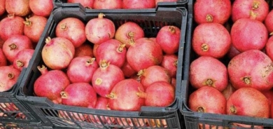 إقليم كوردستان يصدر مئات الأطنان من الرمان إلى الأسواق الأوروبية