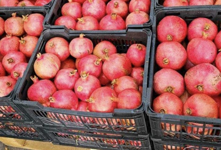 إقليم كوردستان يصدر مئات الأطنان من الرمان إلى الأسواق الأوروبية