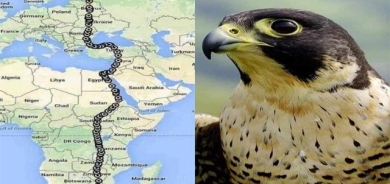 باڵندەكانیش بۆ ئەوروپا كۆچ دەكەن