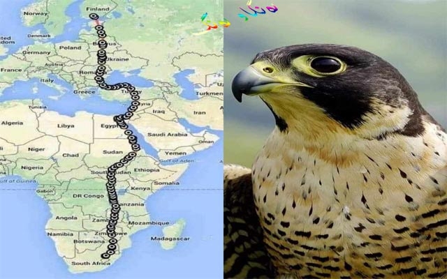 باڵندەكانیش بۆ ئەوروپا كۆچ دەكەن