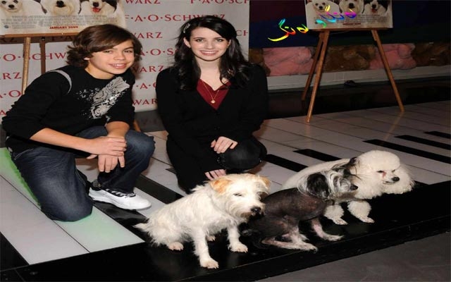 میوانخانەی تایبەت بە سەگ