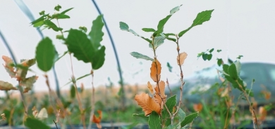 حكومة إقليم كوردستان تُنفذ مشروع زراعة مليون شجرة بلوط في أربيل