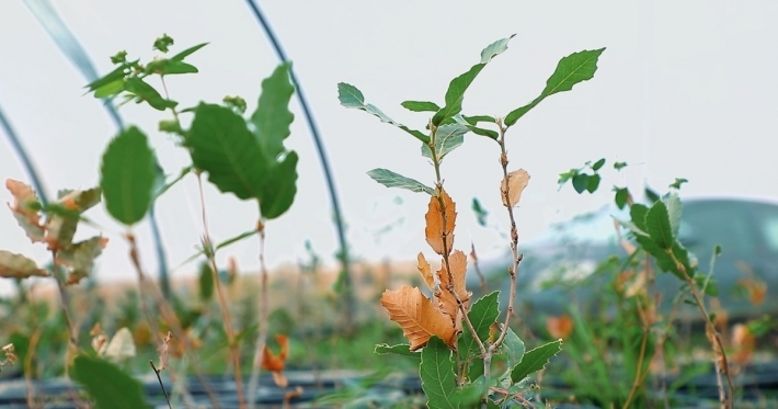 حكومة إقليم كوردستان تُنفذ مشروع زراعة مليون شجرة بلوط في أربيل