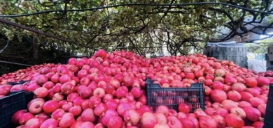 إقليم كوردستان .. تحويل 22 ألف دونم من الأراضي إلى بساتين رمان